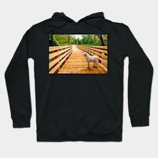 Dogs On Trail 5 Hoodie
